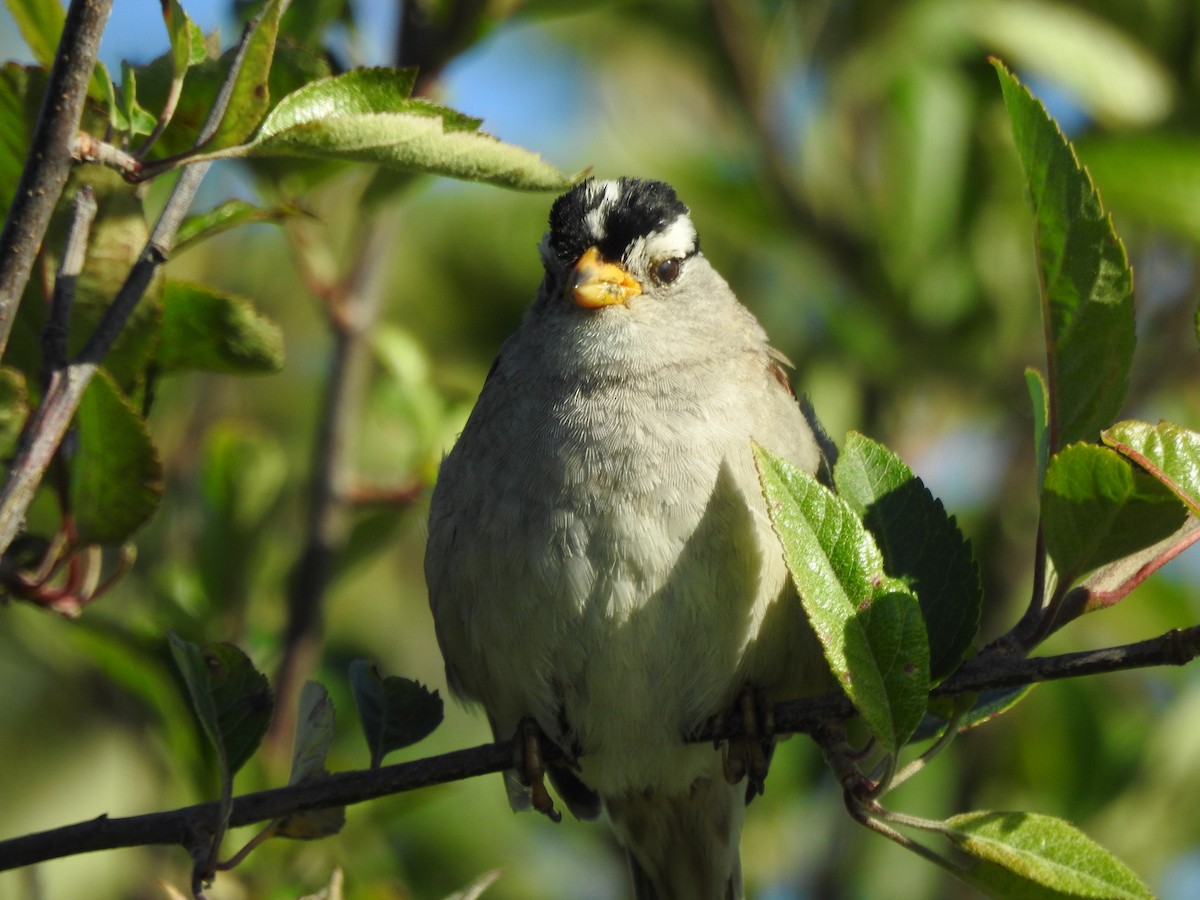 White-crowned Sparrow - ML620149085