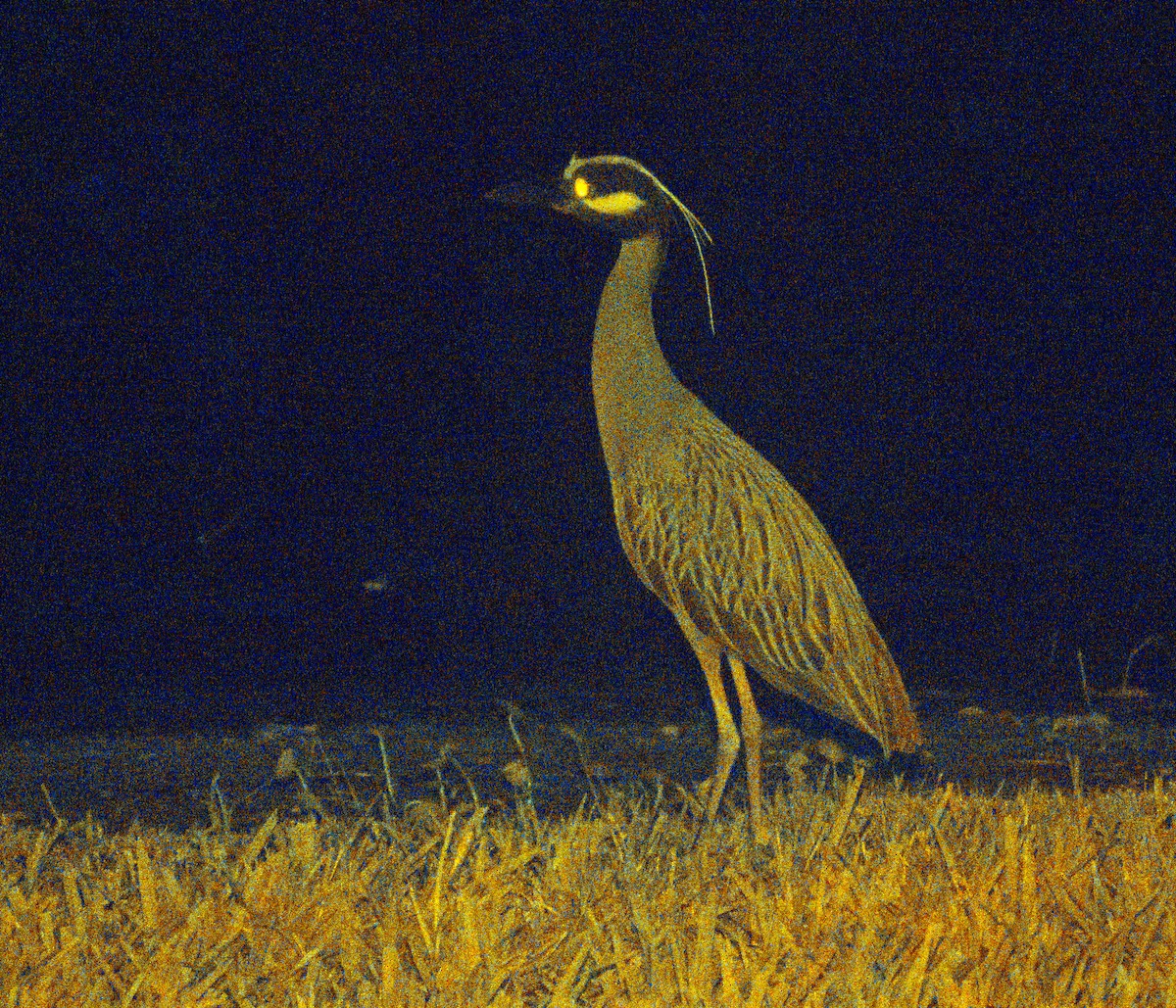 Yellow-crowned Night Heron - ML620149088