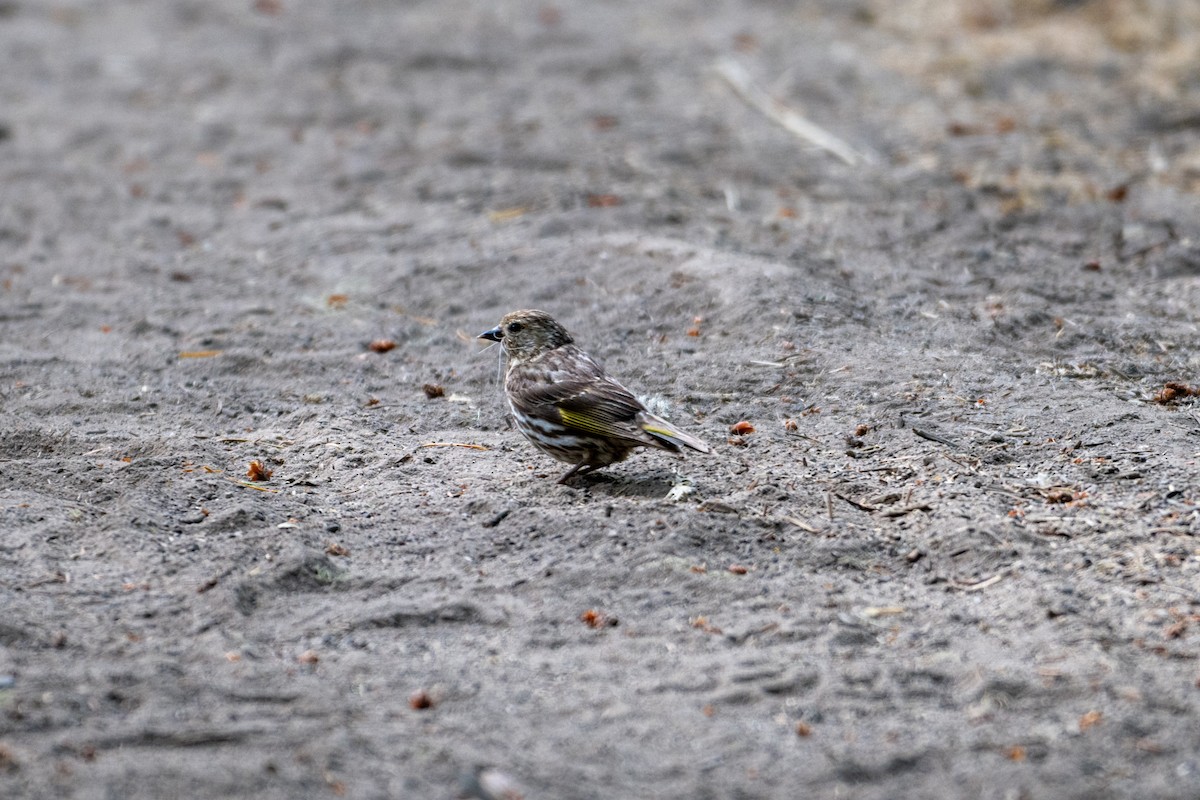 Pine Siskin - ML620149089