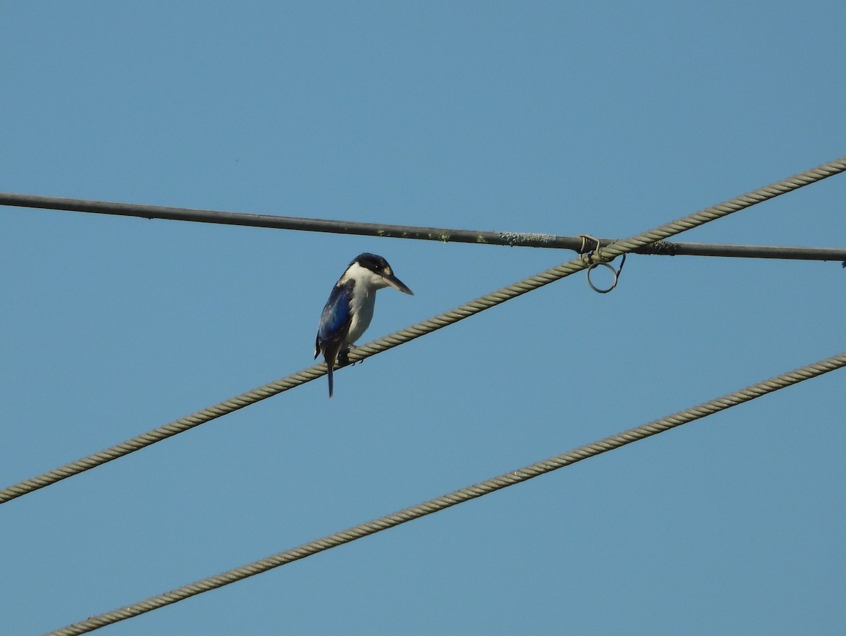 Forest Kingfisher - ML620149090