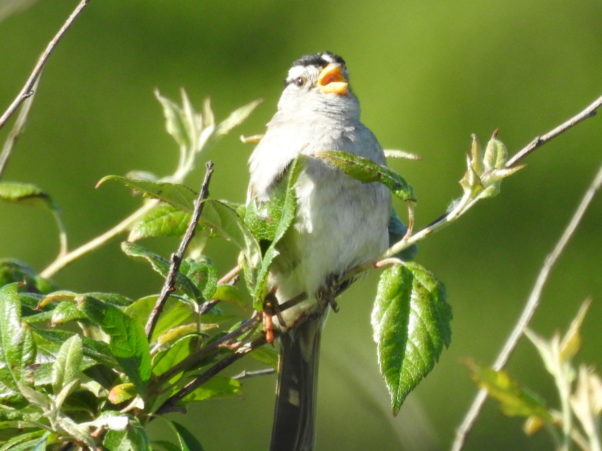 White-crowned Sparrow - ML620149094