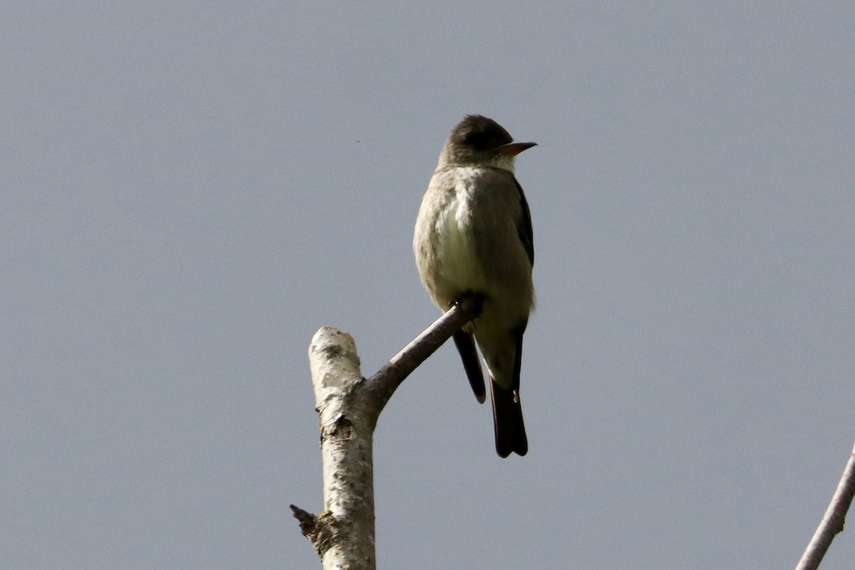 Olive-sided Flycatcher - ML620149102