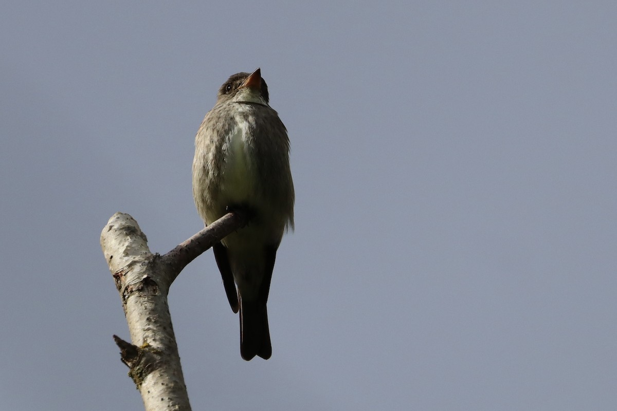 Olive-sided Flycatcher - ML620149105