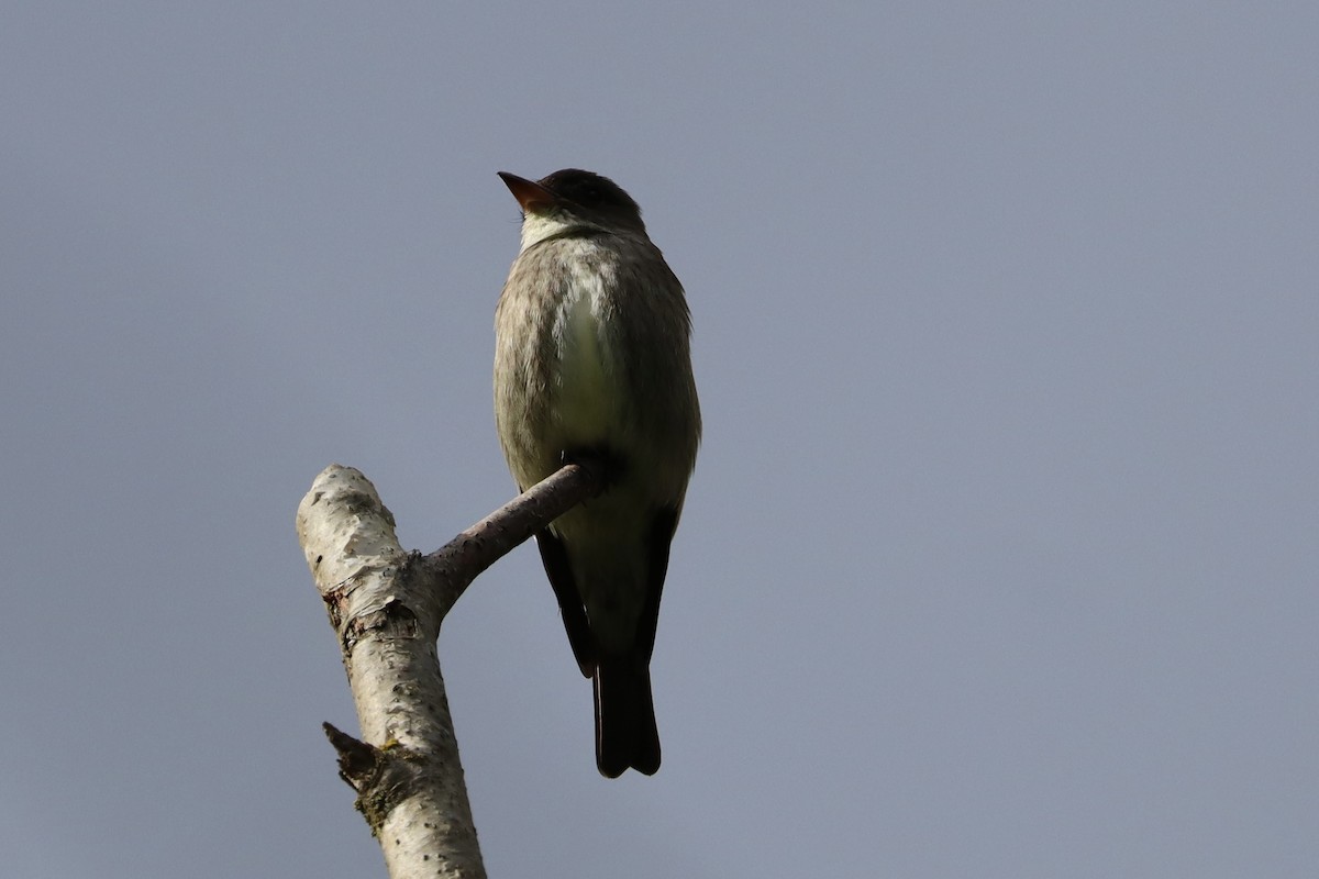 Olive-sided Flycatcher - ML620149106