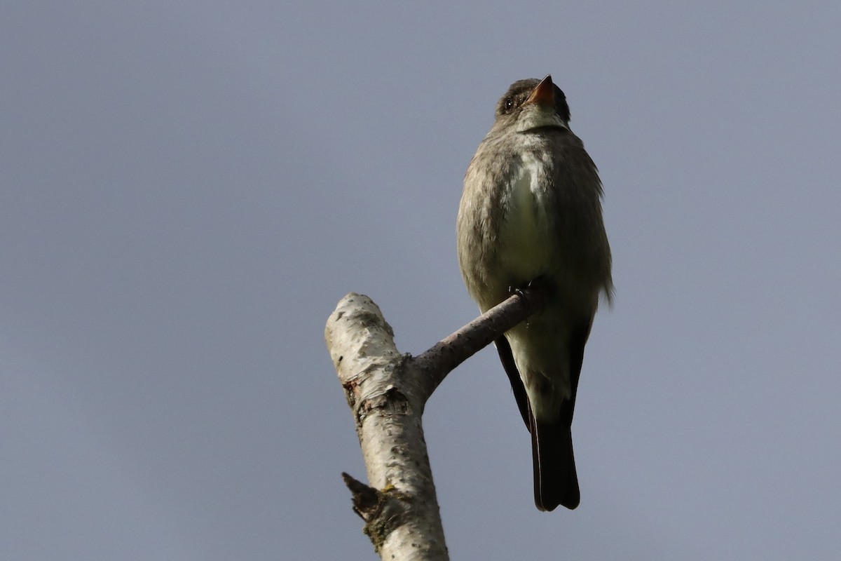 Olive-sided Flycatcher - Sarah von Innerebner