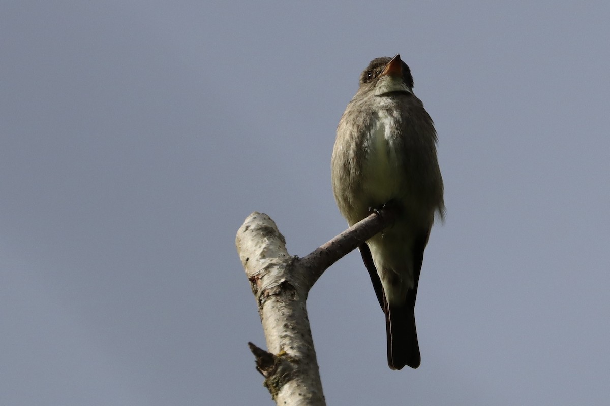 Moucherolle à côtés olive - ML620149108