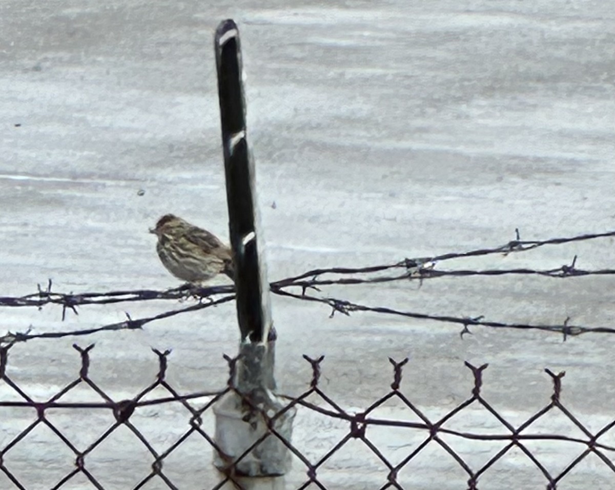 Savannah Sparrow - ML620149111