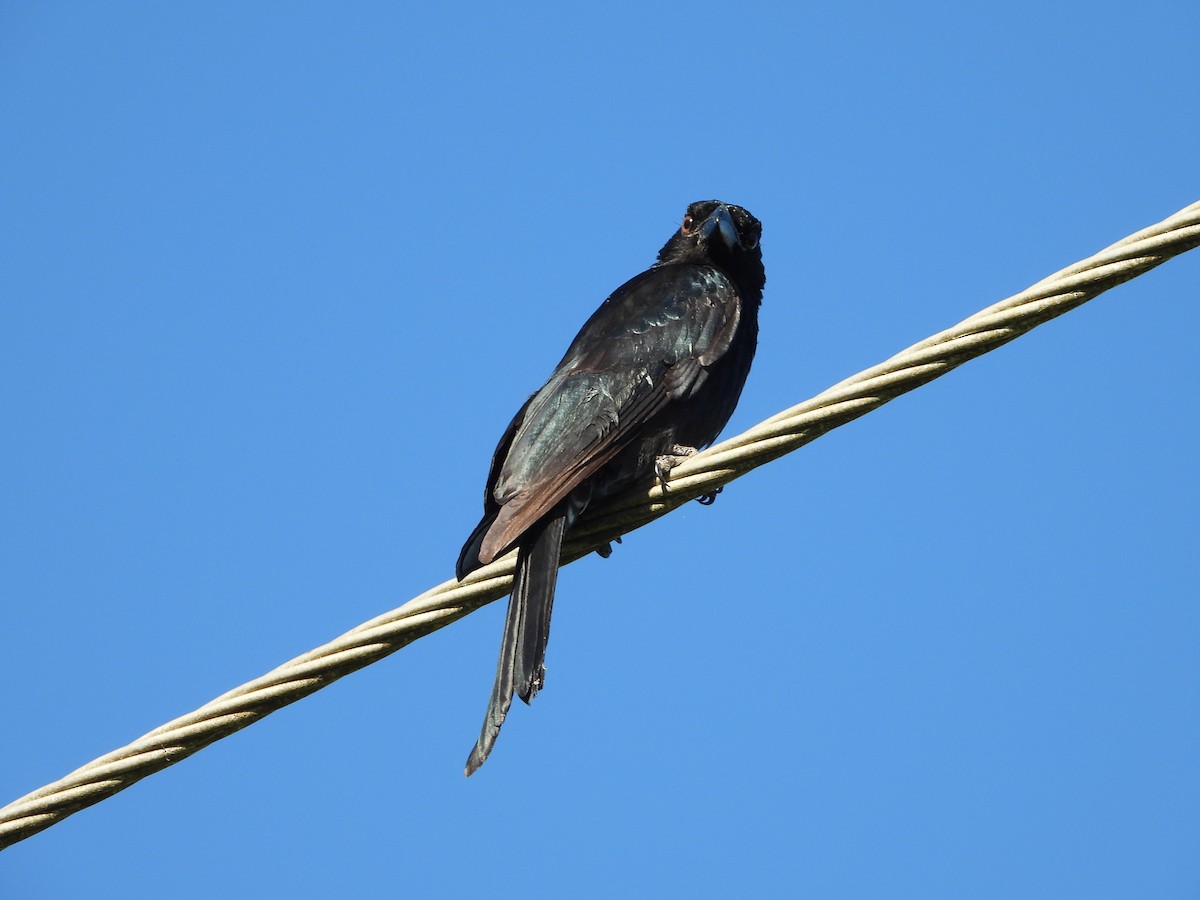 Spangled Drongo - ML620149116