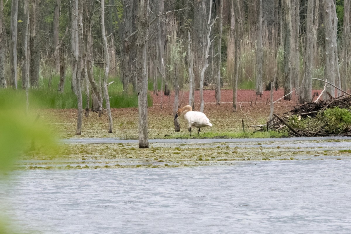 Trumpeter Swan - ML620149118