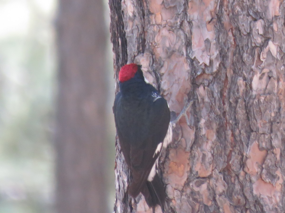 Acorn Woodpecker - ML620149127
