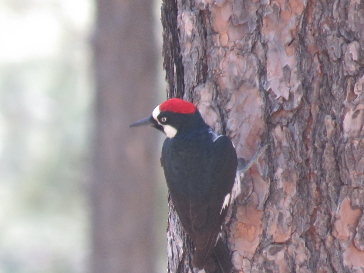 Acorn Woodpecker - ML620149128