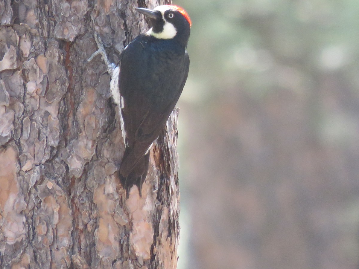 Acorn Woodpecker - ML620149129