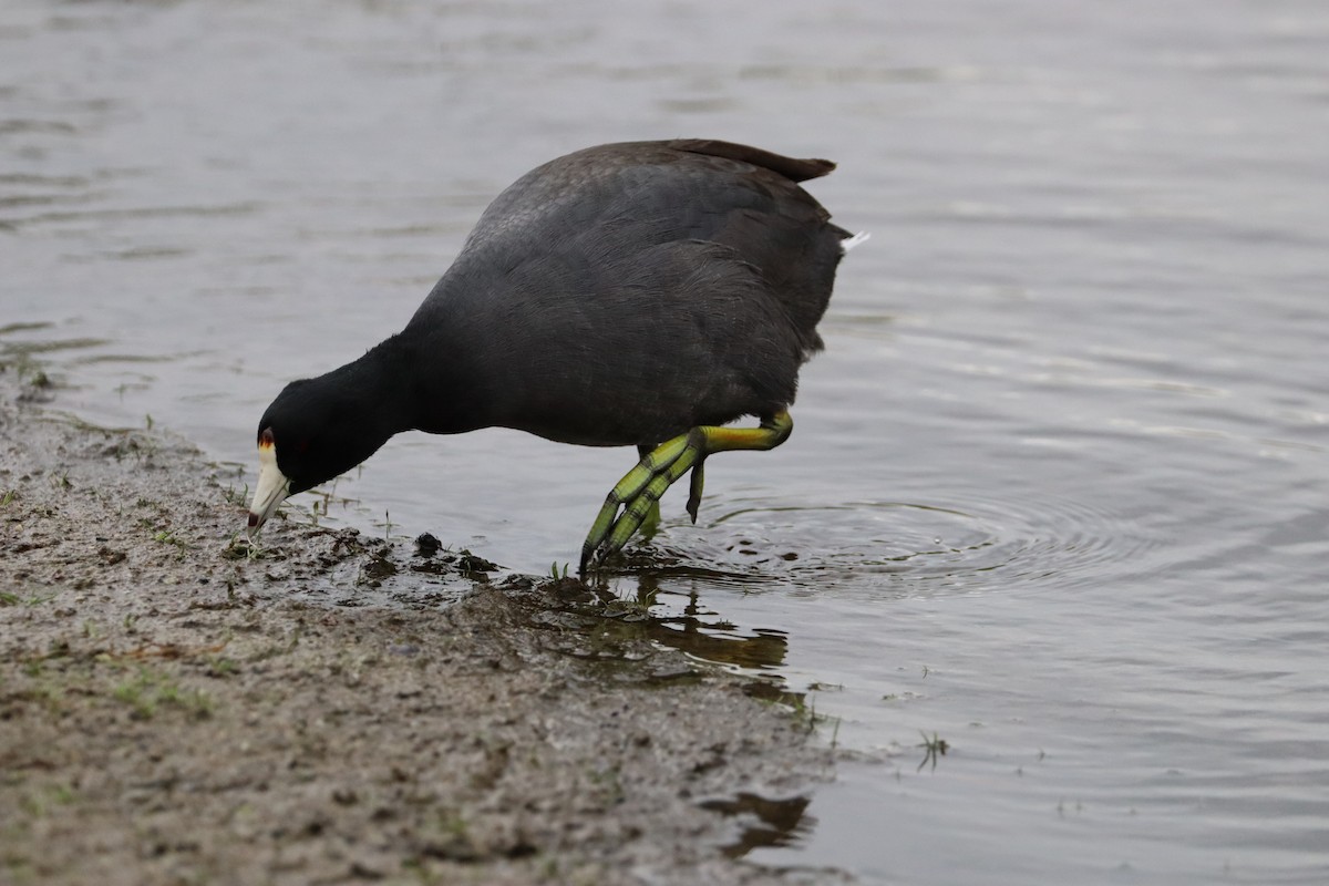 American Coot - ML620149133