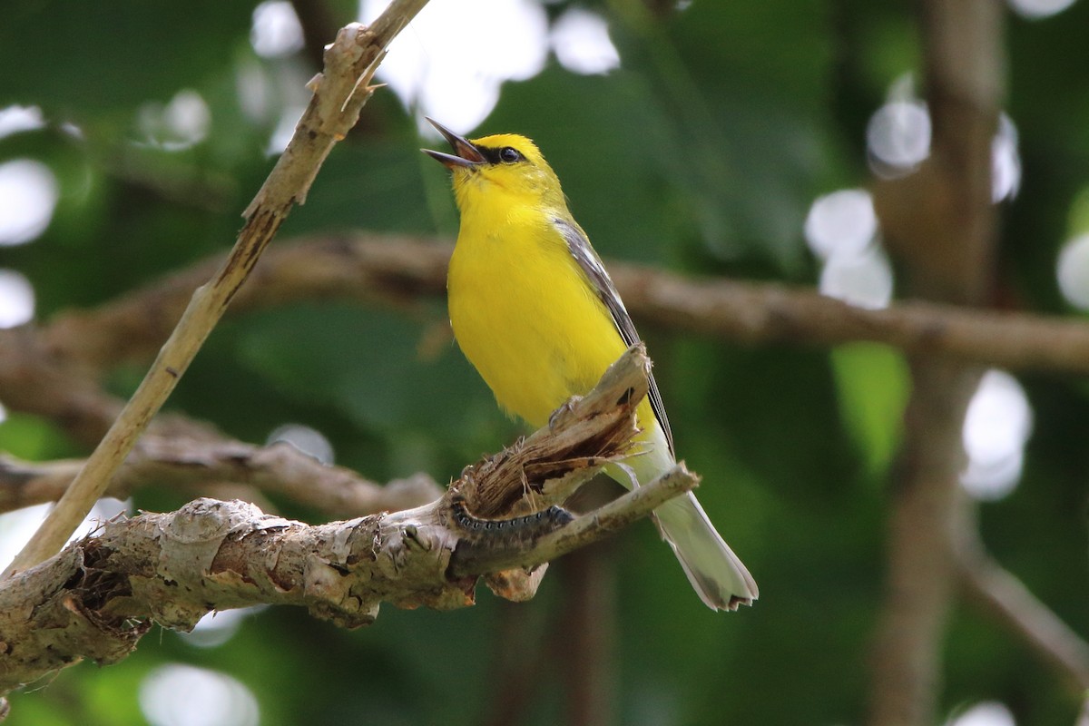 Blue-winged Warbler - ML620149144