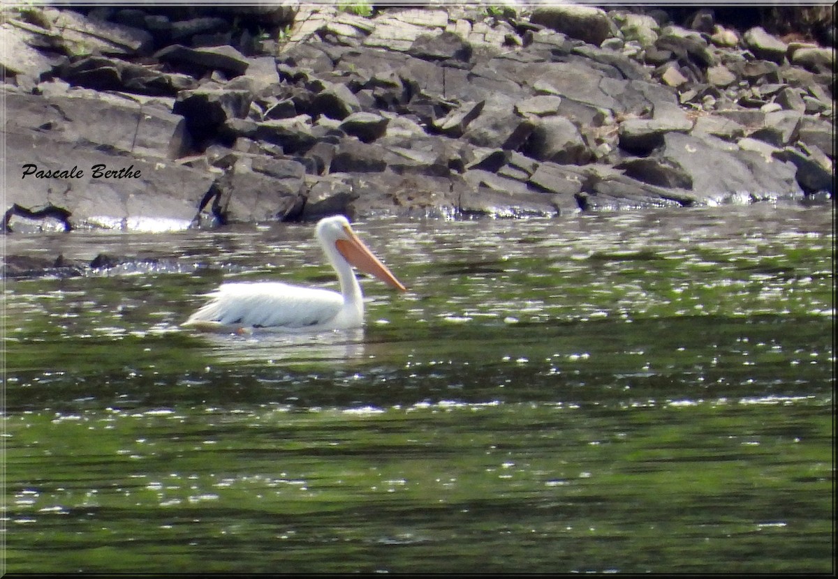 American White Pelican - ML620149153