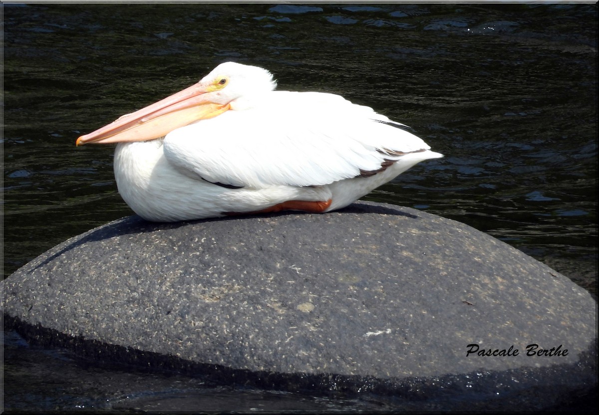 American White Pelican - ML620149154
