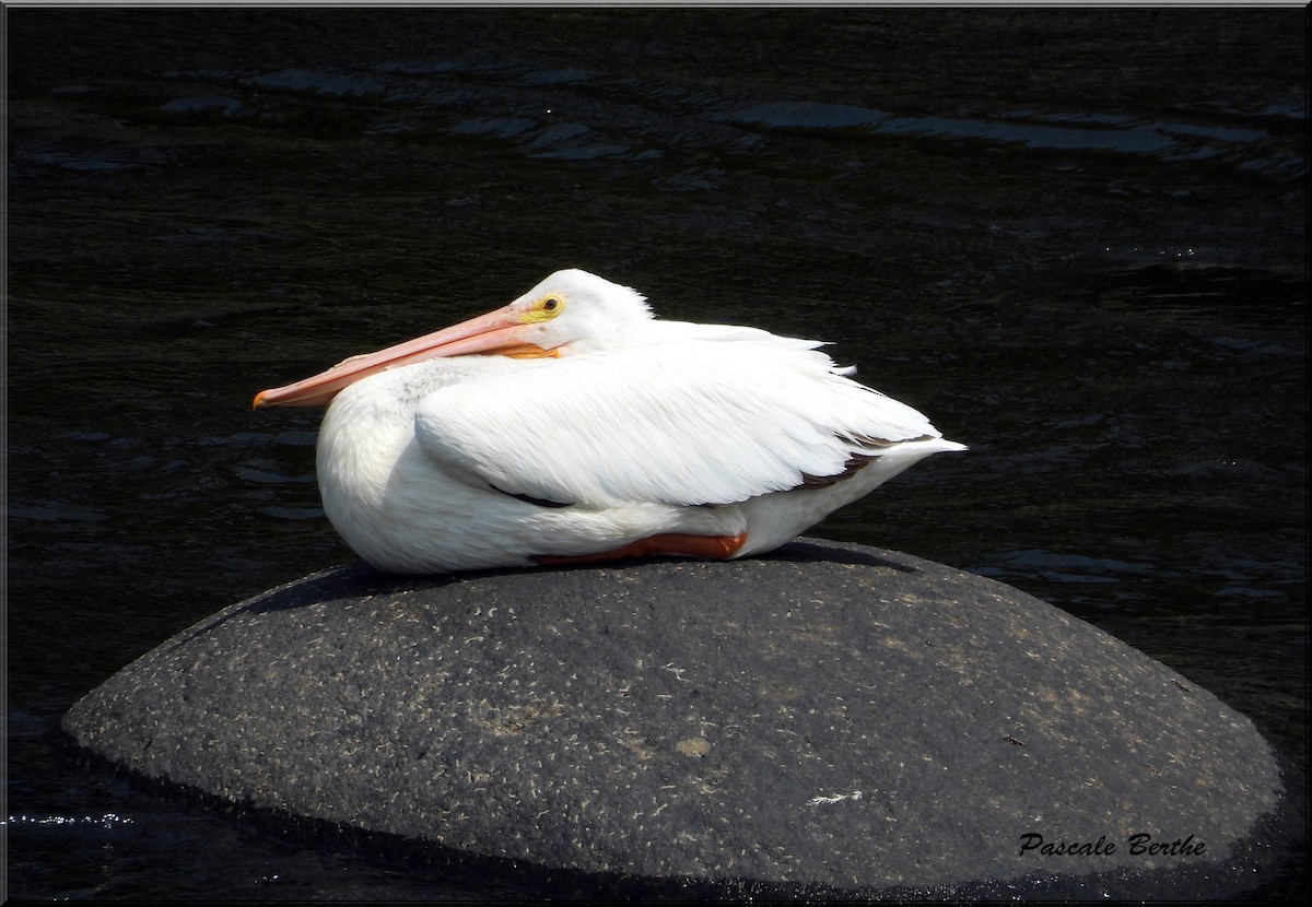 American White Pelican - ML620149155