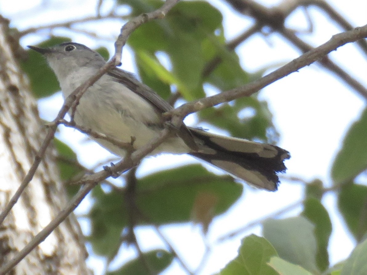 Blue-gray Gnatcatcher - ML620149156