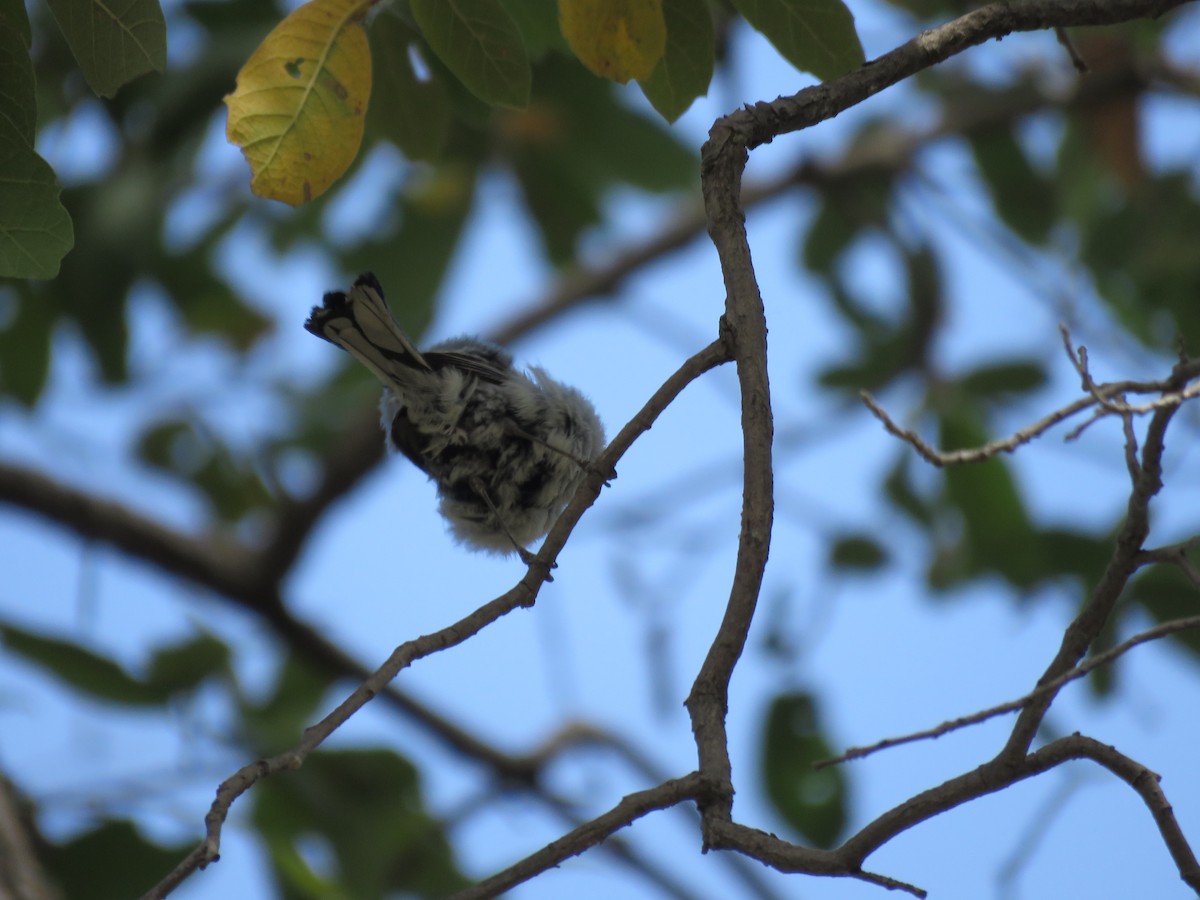 Blue-gray Gnatcatcher - ML620149157