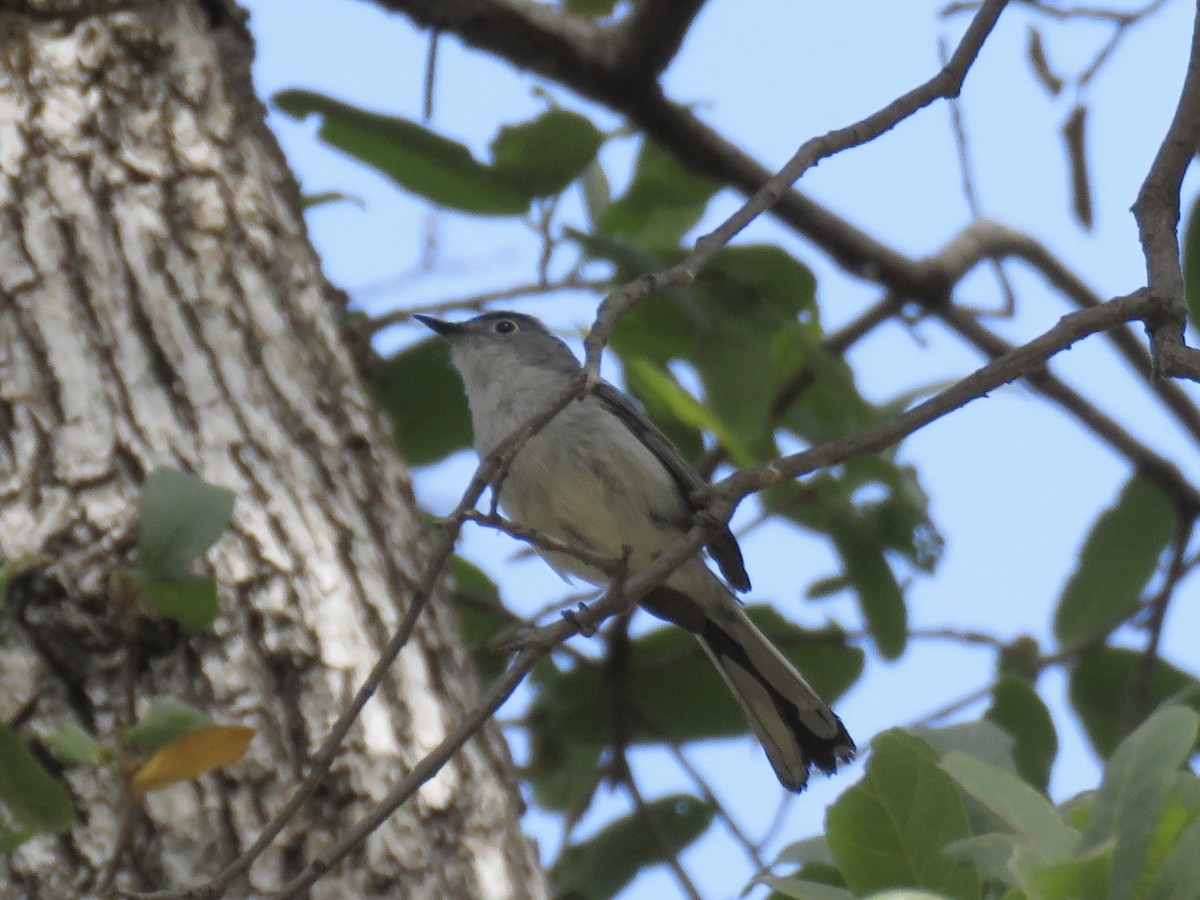 Blue-gray Gnatcatcher - ML620149158