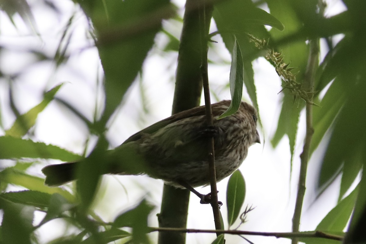 House Finch - ML620149161