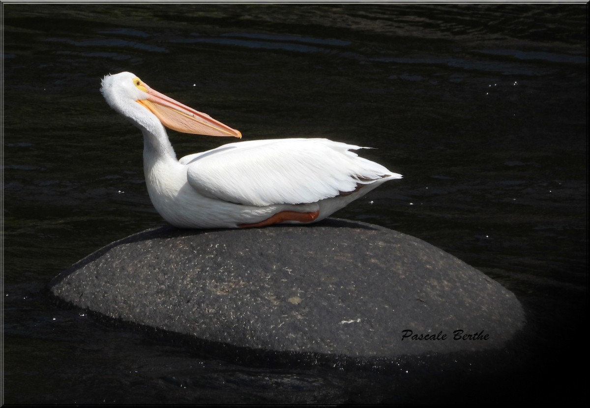 American White Pelican - ML620149164