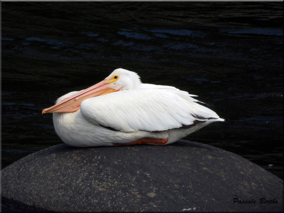 American White Pelican - ML620149165