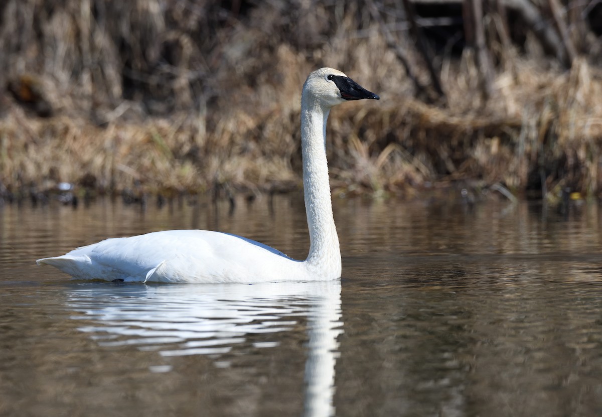 Trumpeter Swan - ML620149168