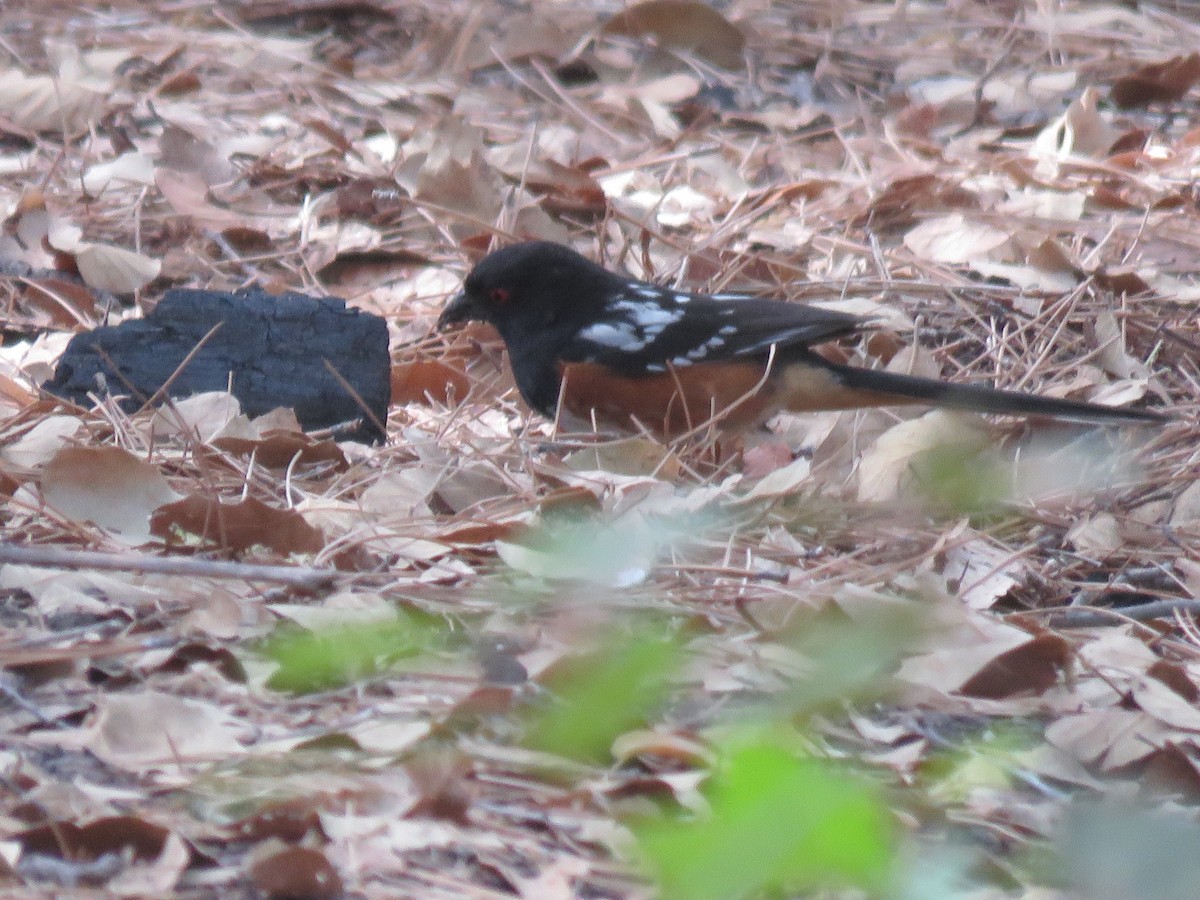 Spotted Towhee - ML620149171