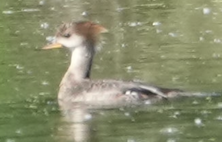 Hooded Merganser - ML620149172