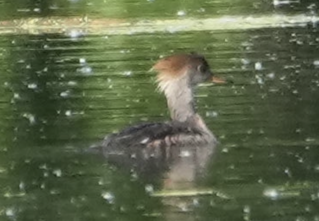 Hooded Merganser - ML620149173