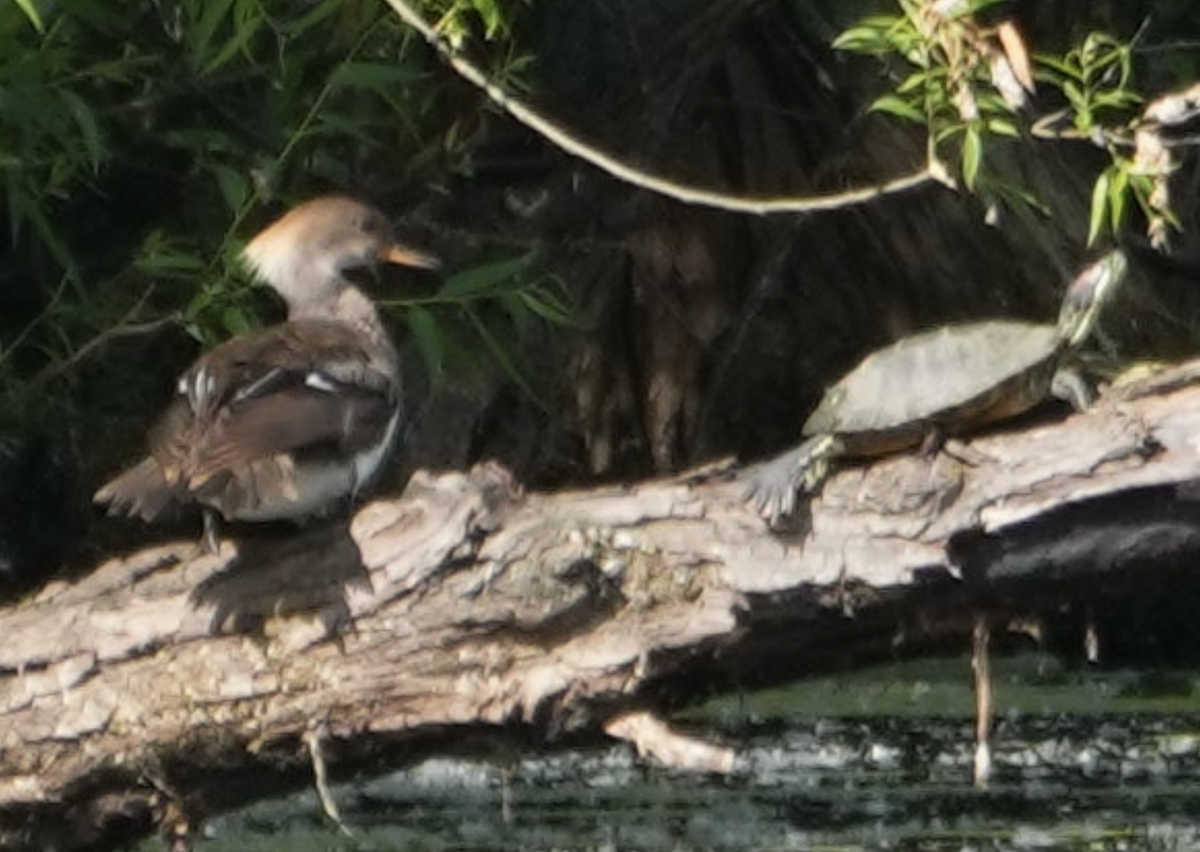 Hooded Merganser - ML620149174