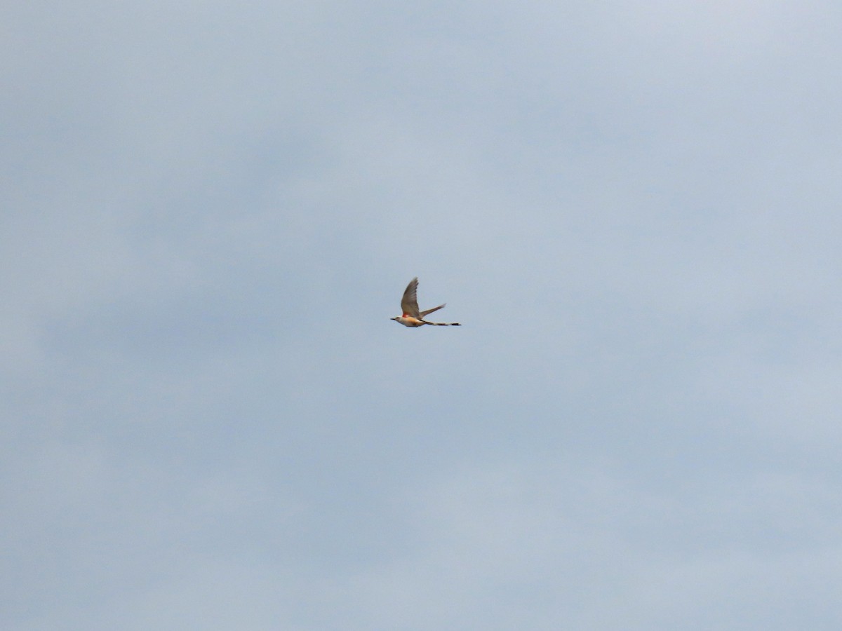 Scissor-tailed Flycatcher - ML620149186