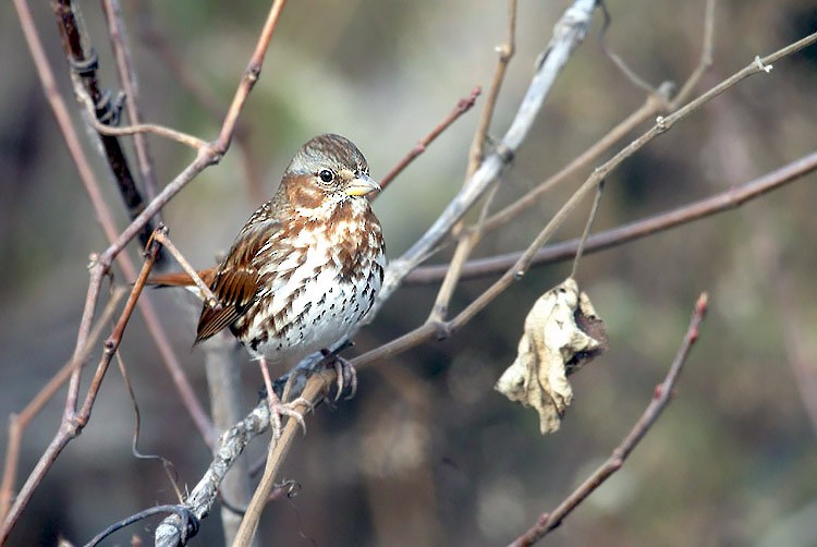 Fox Sparrow - ML620149192