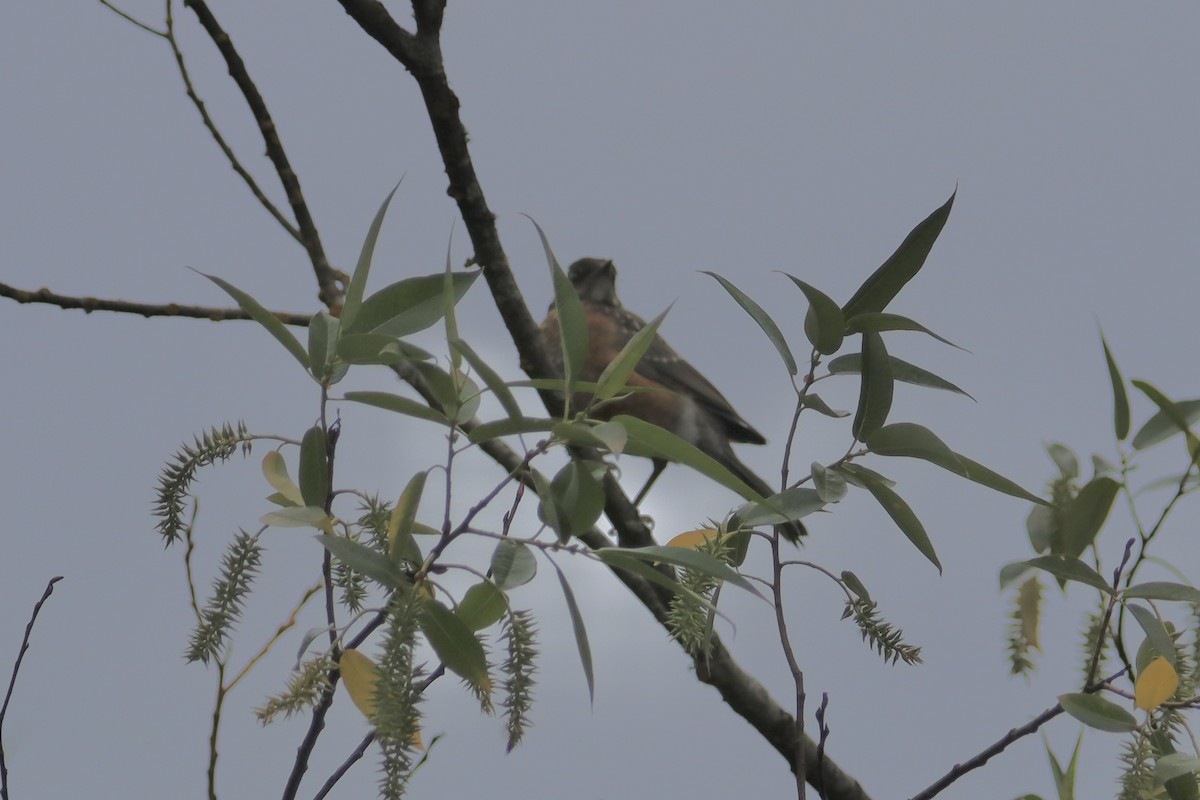 American Robin - ML620149195