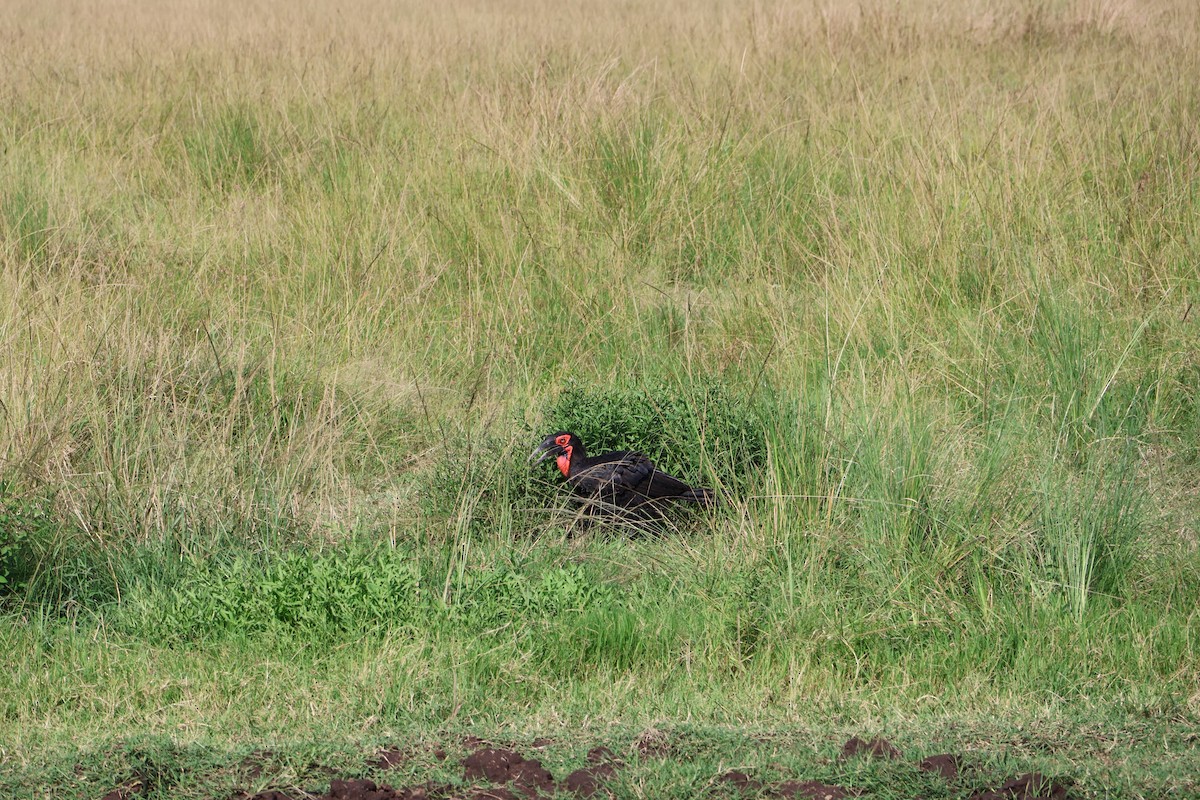 Southern Ground-Hornbill - ML620149198