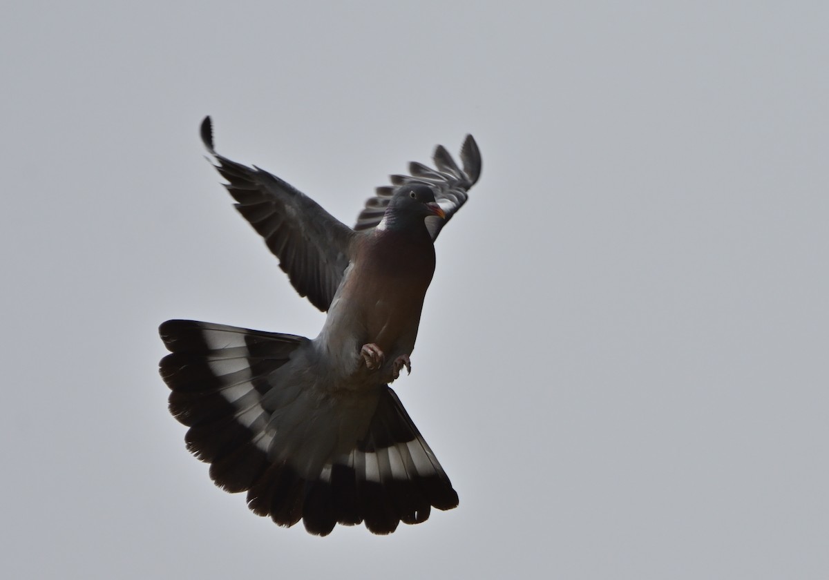 Common Wood-Pigeon - ML620149209