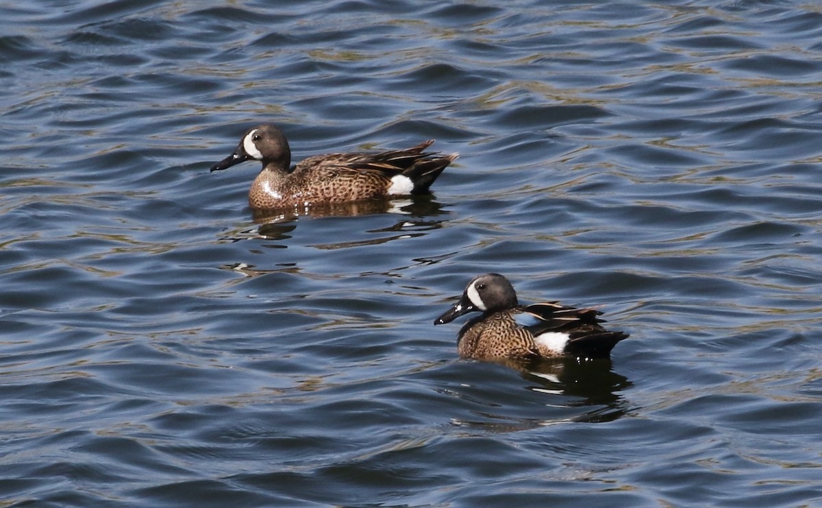 Blue-winged Teal - ML620149213