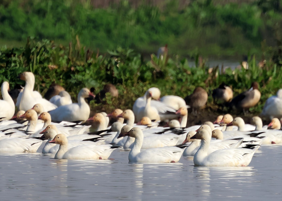 Snow Goose - ML620149237