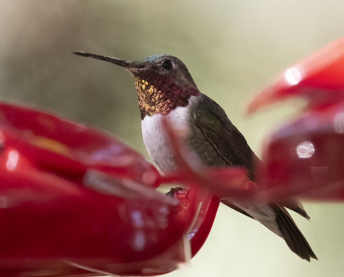 Broad-tailed Hummingbird - ML620149238