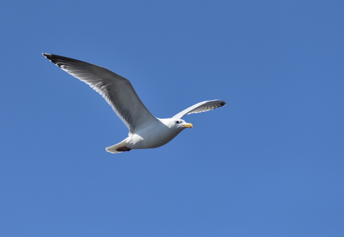 Herring x Glaucous-winged Gull (hybrid) - ML620149239