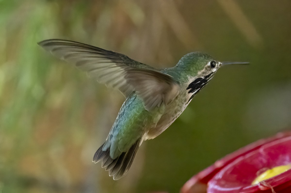 Calliope Hummingbird - Louisa Evers