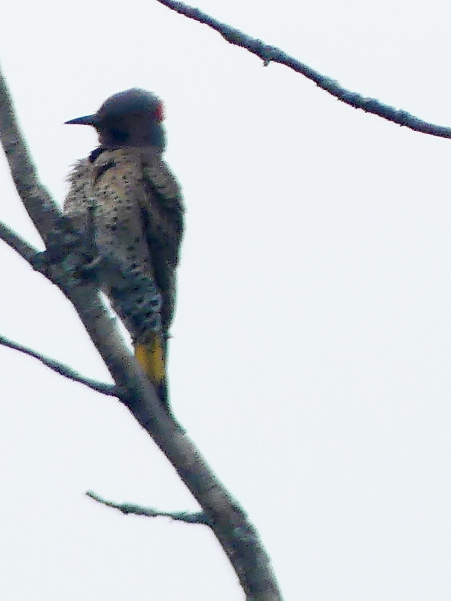 Northern Flicker - ML620149247