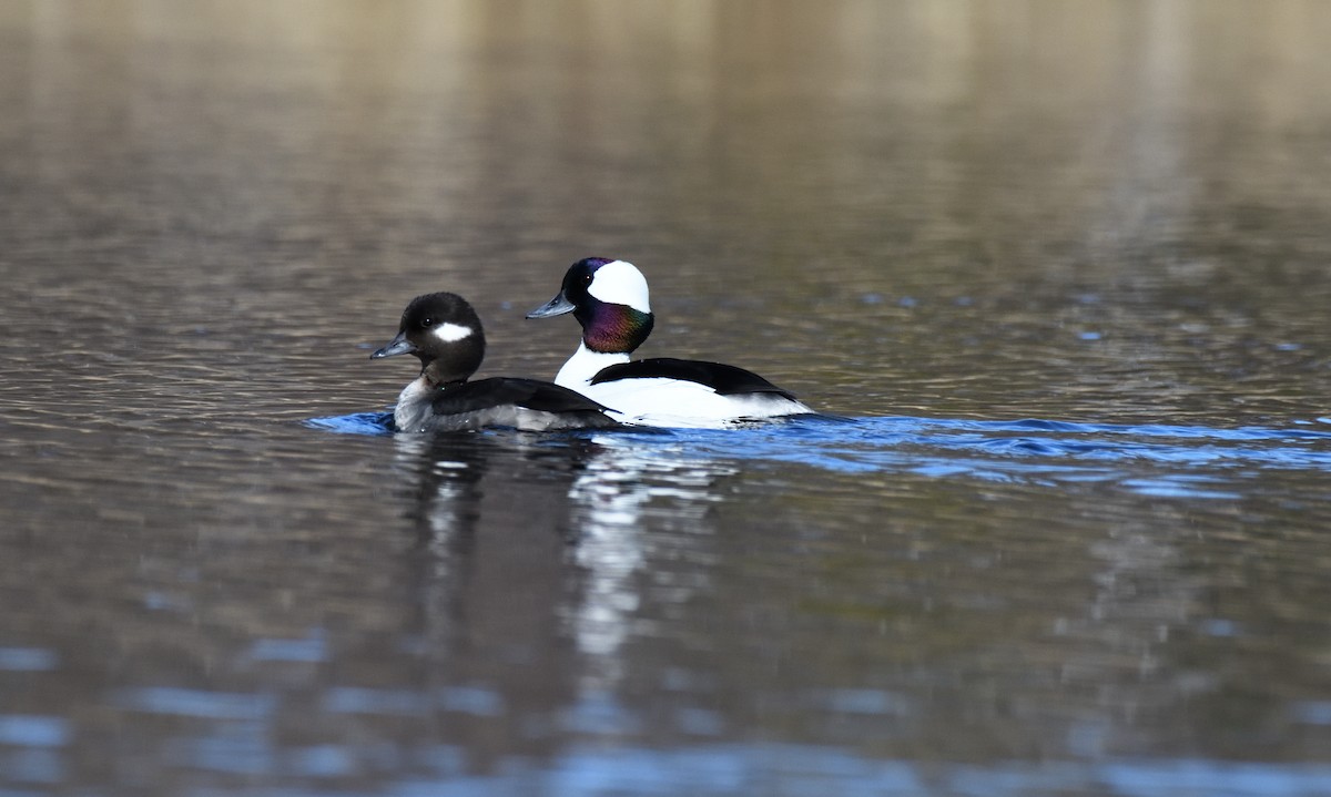 Bufflehead - ML620149262