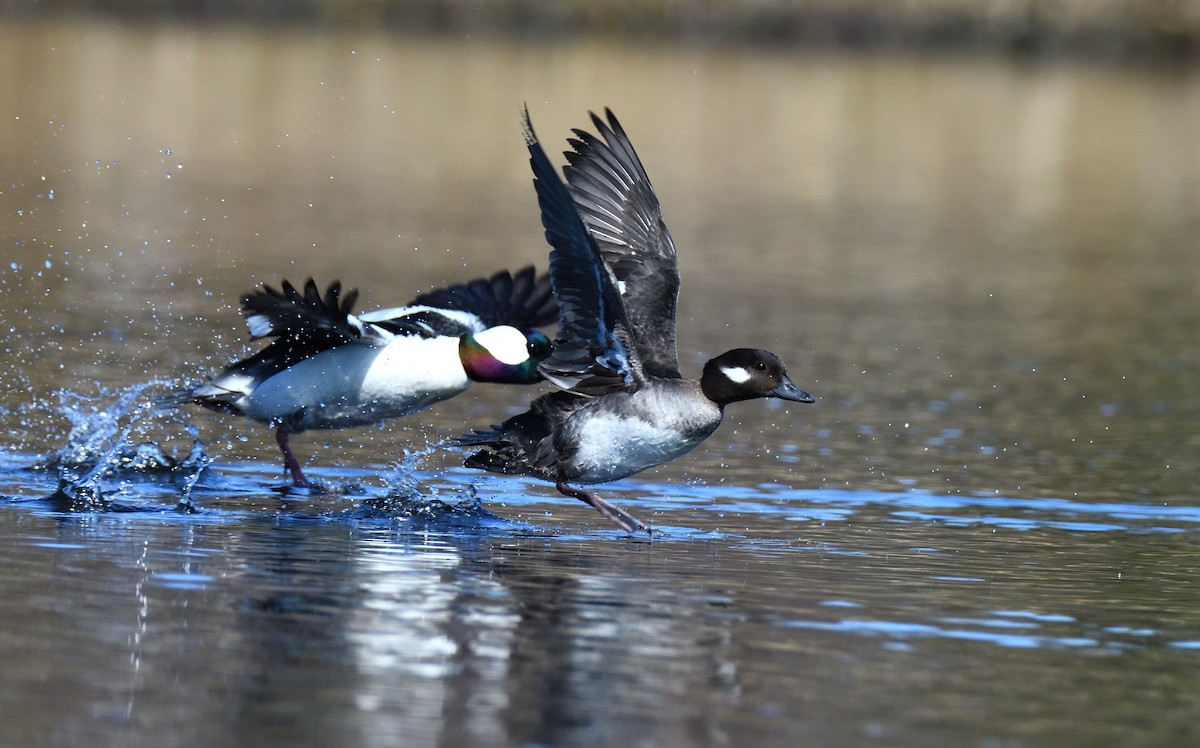 Bufflehead - ML620149264