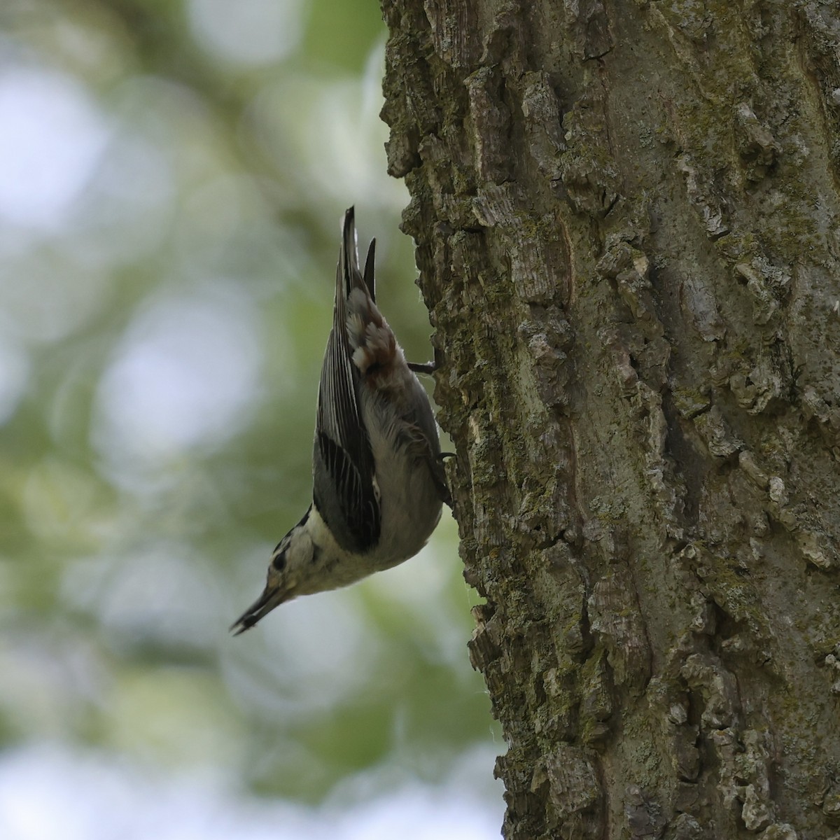 White-breasted Nuthatch - ML620149265