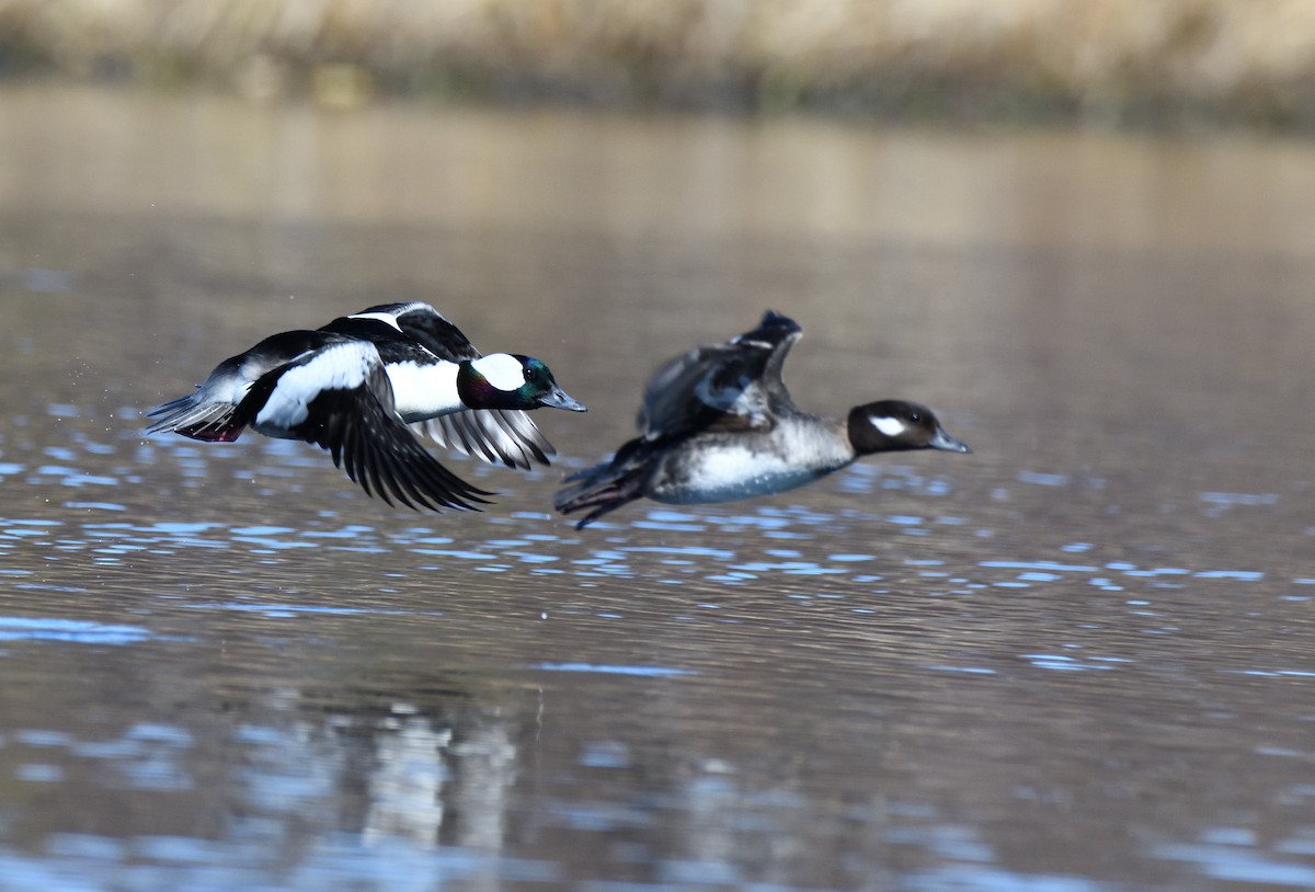 Bufflehead - ML620149266