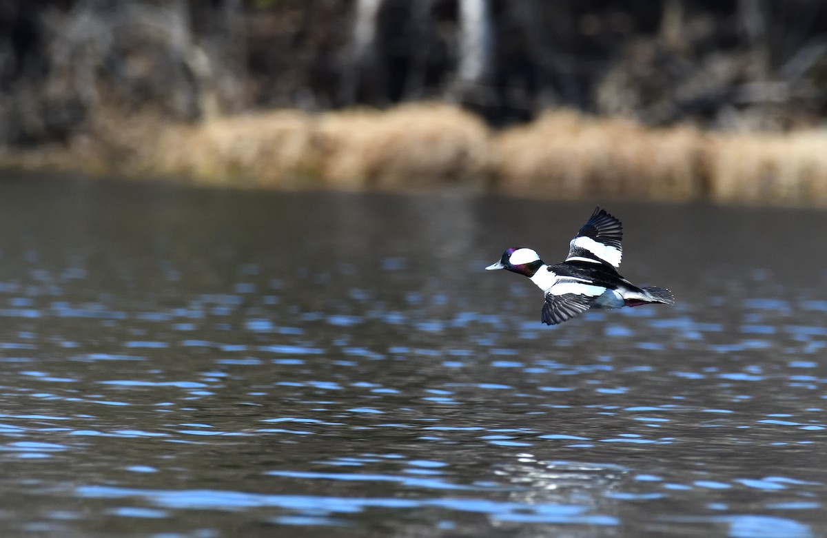 Bufflehead - ML620149267