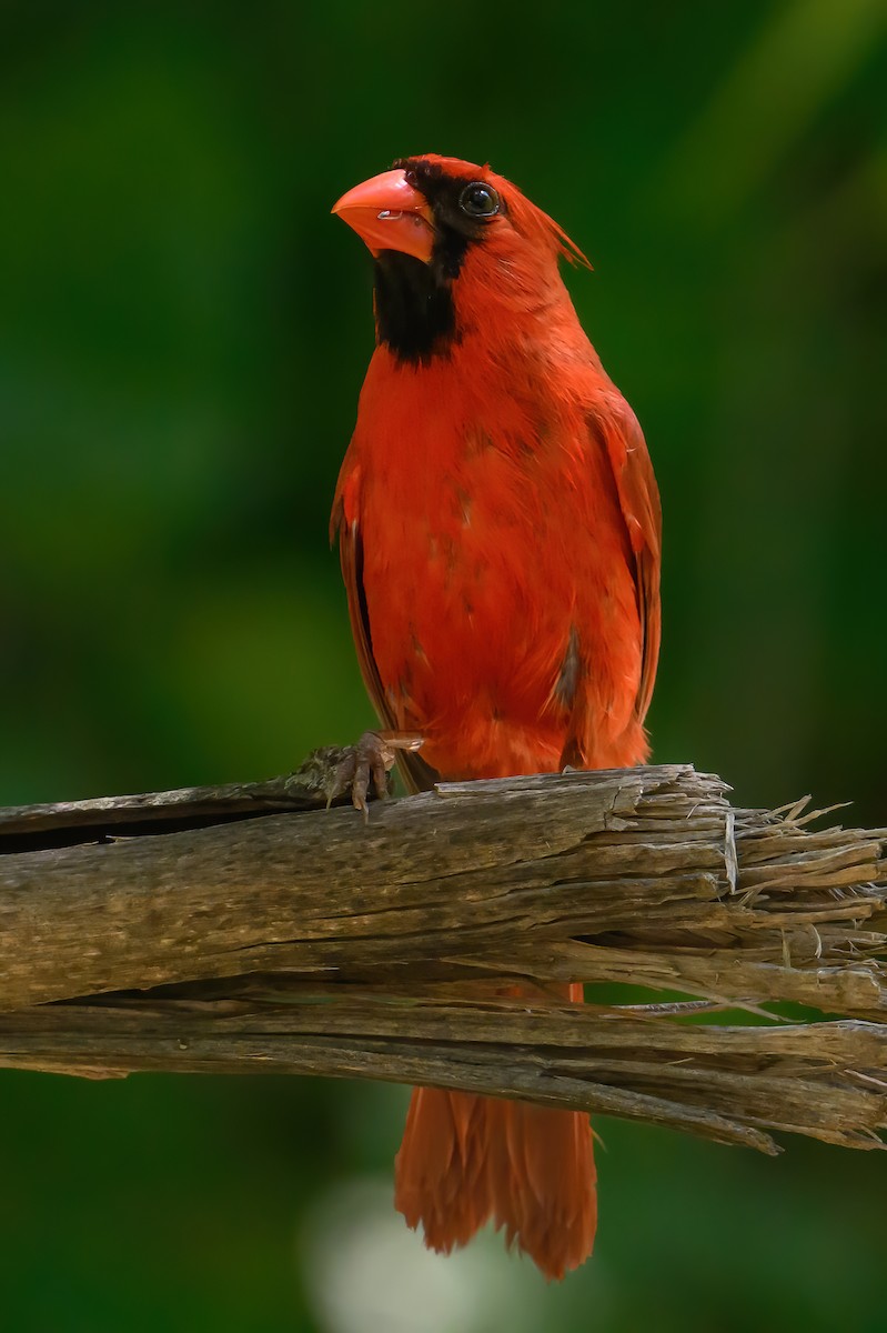 Cardinal rouge - ML620149268