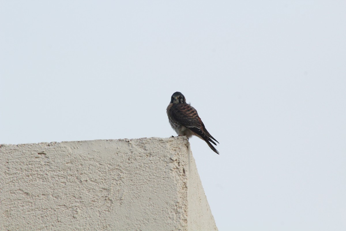 American Kestrel - ML620149273